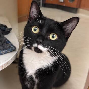 Magic -  Domestic Short Hair Cat for Adoption in New Castle, Indiana - Magic | PetCurious