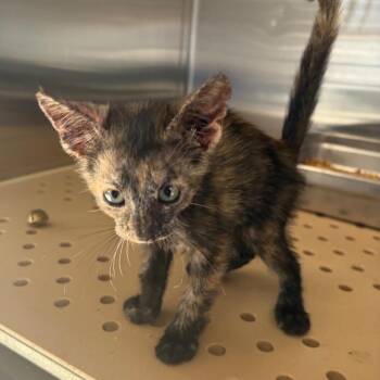 The Notorious CAT -  Domestic Short Hair Cat for Adoption in Edinburg, Texas - The Notorious CAT | PetCurious