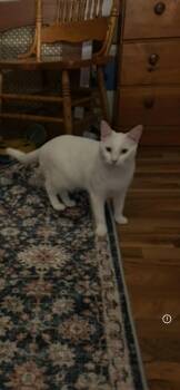 Rescue Turkish Angora Cats for Adoption in Catasauqua, Pennsylvania - Serena | PetCurious