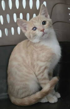 Rescue Domestic Short Hair Cats for Adoption in Woodsfield, Ohio - Joseph | PetCurious