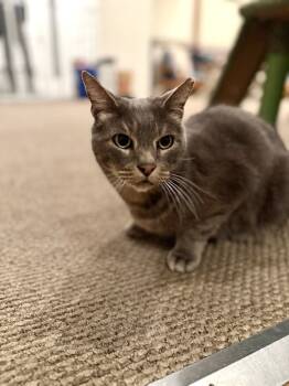 Rescue Domestic Short Hair Cats for Adoption in Melville, New York - Ollie | PetCurious