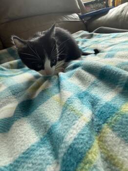 Cookie Monster -  Domestic Short Hair Cat for Adoption in Thousand Oaks, California - Cookie Monster | PetCurious