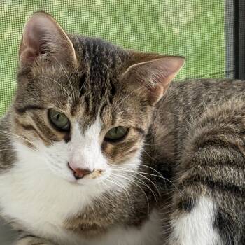 Rescue Egyptian Mau and Domestic Short Hair Cats for Adoption in Federalsburg, Maryland - Daisy | PetCurious