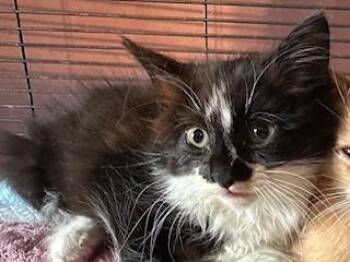 Rescue Maine Coon Cats for Adoption in Parlier, California - Cookie | PetCurious