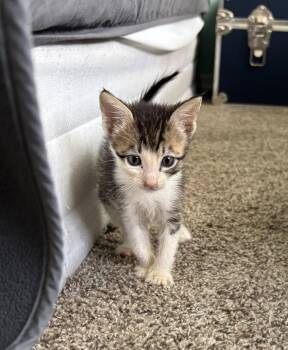 John 7.25.26 (med waiver) -  Domestic Short Hair Cat for Adoption in Apopka, Florida - John 7.25.26 (med Waiver) | PetCurious