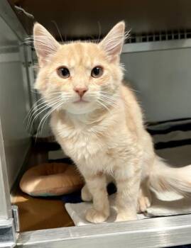 LOUISE -  Domestic Medium Hair Cat for Adoption in San Francisco, California - LOUISE | PetCurious