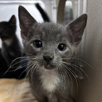 Domestic Short Hair Cats Available for Adoption in Oakland, California - Cat Woman | PetCurious
