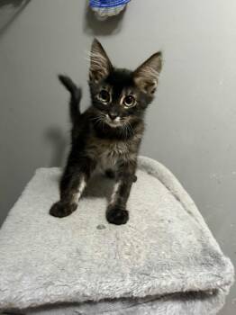 Rescue Domestic Medium Hair Cats for Adoption in Antioch, California - Toots | PetCurious