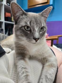Rowan -  Domestic Short Hair and Siamese Cat for Adoption in Massillon, Ohio - Rowan | PetCurious