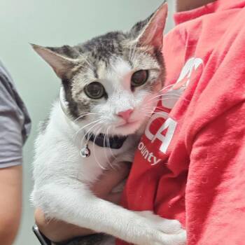 Chloe -  Domestic Short Hair Cat for Adoption in Livingston, Texas - Chloe | PetCurious