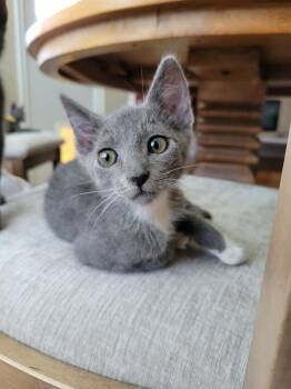 Ember -  Russian Blue and Domestic Short Hair Cat for Adoption in Dallas, Texas - Ember | PetCurious