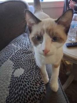 Zorro -  Domestic Short Hair Cat for Adoption in Pocatello, Idaho - Zorro | PetCurious