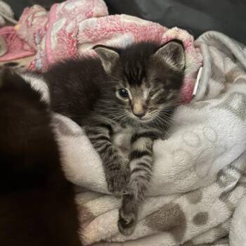 Cerise -  Domestic Short Hair Cat for Adoption in Kanab, Utah - Cerise | PetCurious