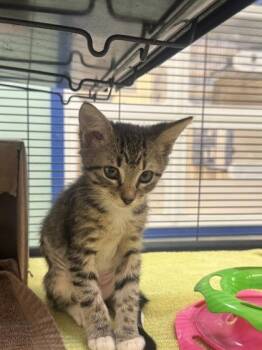 Audrey -  Domestic Short Hair Cat for Adoption in Vero Beach, Florida - Audrey | PetCurious