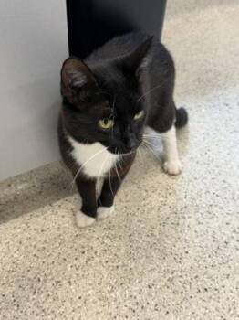 Phantom -  Domestic Short Hair Cat for Adoption in Lafayette, Indiana - Phantom | PetCurious