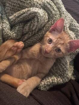Henry -  Domestic Short Hair Cat for Adoption in West Palm Beach, Florida - Henry | PetCurious