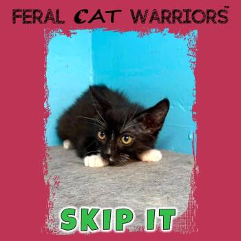 Skip It -  Domestic Short Hair Cat for Adoption in Kingman, Arizona - Skip It | PetCurious