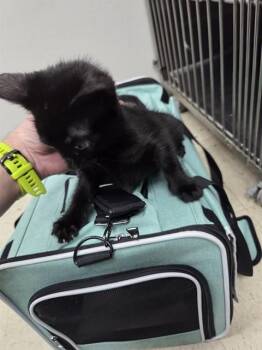 MARCUS -  Domestic Short Hair Cat for Adoption in Killeen, Texas - MARCUS | PetCurious