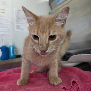 Rio -  Domestic Medium Hair Cat for Adoption in Lakeland, Florida - Rio | PetCurious