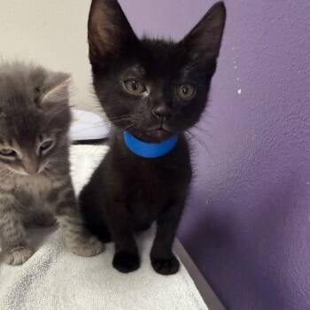 Devin -  Domestic Short Hair Cat for Adoption in Englewood, Florida - Devin | PetCurious