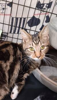 Rescue Domestic Short Hair Cats for Adoption in Bethpage, New York - Snickerdoodle | PetCurious