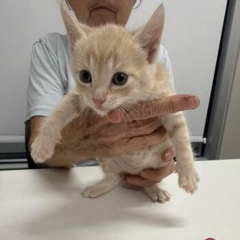 Hammond -  Domestic Short Hair Cat for Adoption in Chattanooga, Tennessee - Hammond | PetCurious
