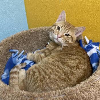 Flash and Tarzan -  Domestic Short Hair Cat for Adoption in Springfield, Missouri - Flash And Tarzan | PetCurious