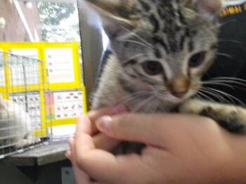 JEANETTE -  Domestic Short Hair Cat for Adoption in Tulsa, Oklahoma - JEANETTE | PetCurious