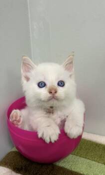 Siamese and Domestic Short Hair Cats Available for Adoption in Picayune, Mississippi - Ibuprofen | PetCurious