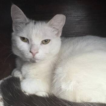 Domestic Short Hair Cats Available for Adoption - Wren | PetCurious