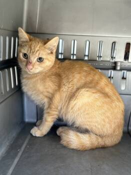 Rescue Domestic Short Hair Cats for Adoption in Mobile, Alabama - Dorris | PetCurious