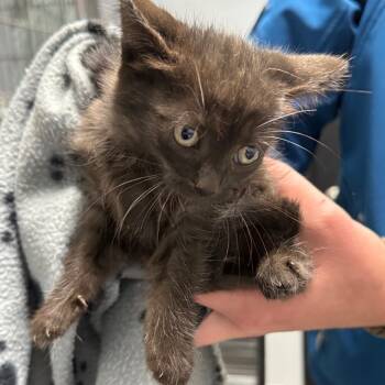 Rescue Domestic Medium Hair Cats for Adoption in Spring Hill, Kansas - Smokey Bear | PetCurious