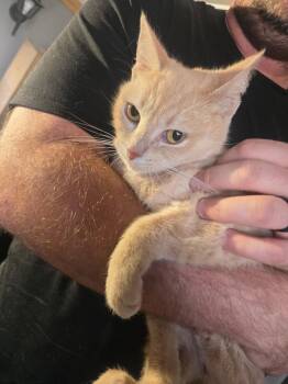Atlas -  Domestic Short Hair Cat for Adoption in Winnipeg, Manitoba - Atlas | PetCurious