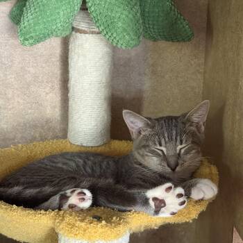 Rescue American Shorthair Cats for Adoption in Greater Northdale, Florida - Jetta | PetCurious