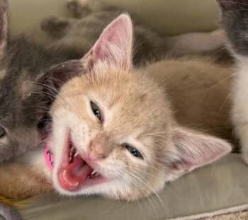Katherine -  Domestic Short Hair Cat for Adoption in Parma, Ohio - Katherine | PetCurious
