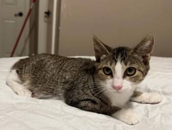 Camden -  Tabby and Domestic Short Hair Cat for Adoption in Los Angeles, California - Camden | PetCurious