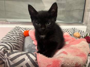 Reeses -  Domestic Short Hair Cat for Adoption in Orlando, Florida - Reeses | PetCurious