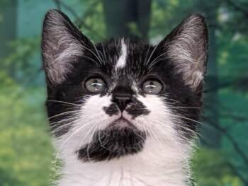 Rescue Domestic Short Hair Cats for Adoption in Republic, Washington - Forest | PetCurious