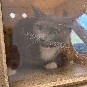 Demi -  Domestic Medium Hair Cat for Adoption in Philadelphia, Pennsylvania - Demi | PetCurious