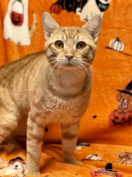 Pumpkin -  Domestic Short Hair Cat for Adoption in Ashland, Virginia - Pumpkin | PetCurious