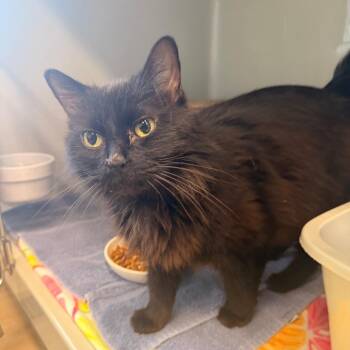 Domestic Long Hair Cats Available for Adoption - Charcoal | PetCurious