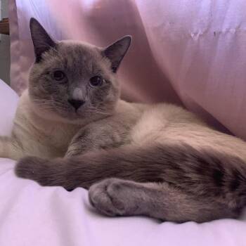 Phoenix -  Domestic Short Hair Cat for Adoption in Las Vegas, Nevada - Phoenix | PetCurious
