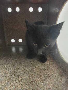Prizzle -  Domestic Short Hair Cat for Adoption in Sevierville, Tennessee - Prizzle | PetCurious