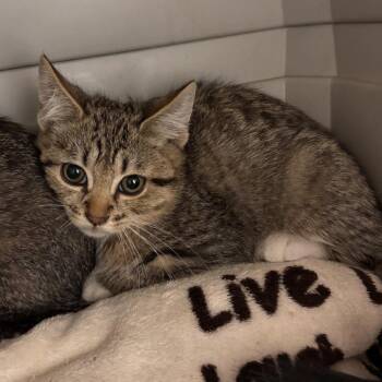 Everette -  Domestic Short Hair Cat for Adoption in Murray, Utah - Everette | PetCurious