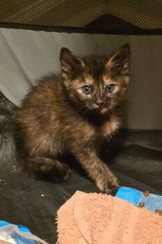 Domestic Short Hair Cats Available for Adoption in Camden, South Carolina - Counselor (available For Pre-adoption) | PetCurious