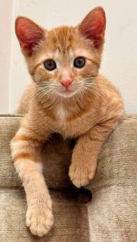 LUKE -  Domestic Short Hair Cat for Adoption in Powder Springs, Georgia - LUKE | PetCurious