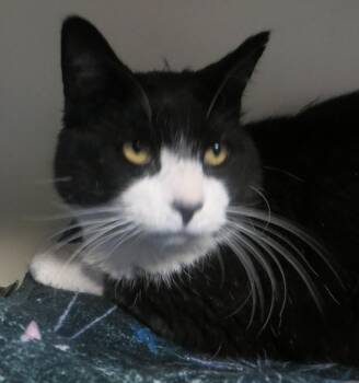 Domestic Short Hair Cats Available for Adoption in Taunton, Massachusetts - BANDIT | PetCurious