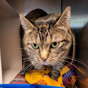 Rescue Domestic Short Hair Cats for Adoption in Olathe, Kansas - DENALI | PetCurious