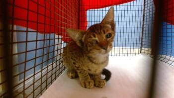 FIFI -  Domestic Short Hair Cat for Adoption in Doral, Florida - FIFI | PetCurious