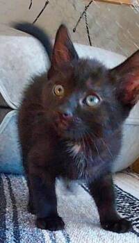 Spot -  Bombay Cat Available for Adoption in Lancaster, California - Spot | PetCurious